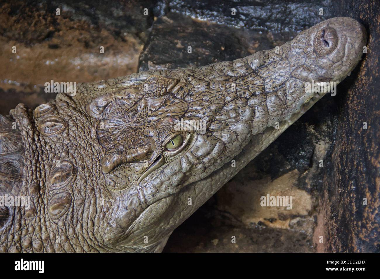 Primo piano di un coccodrillo del Nilo che mostra scale dettagliate, texture di occhi e pelle, potente rettile degli ecosistemi fluviali africani Foto Stock
