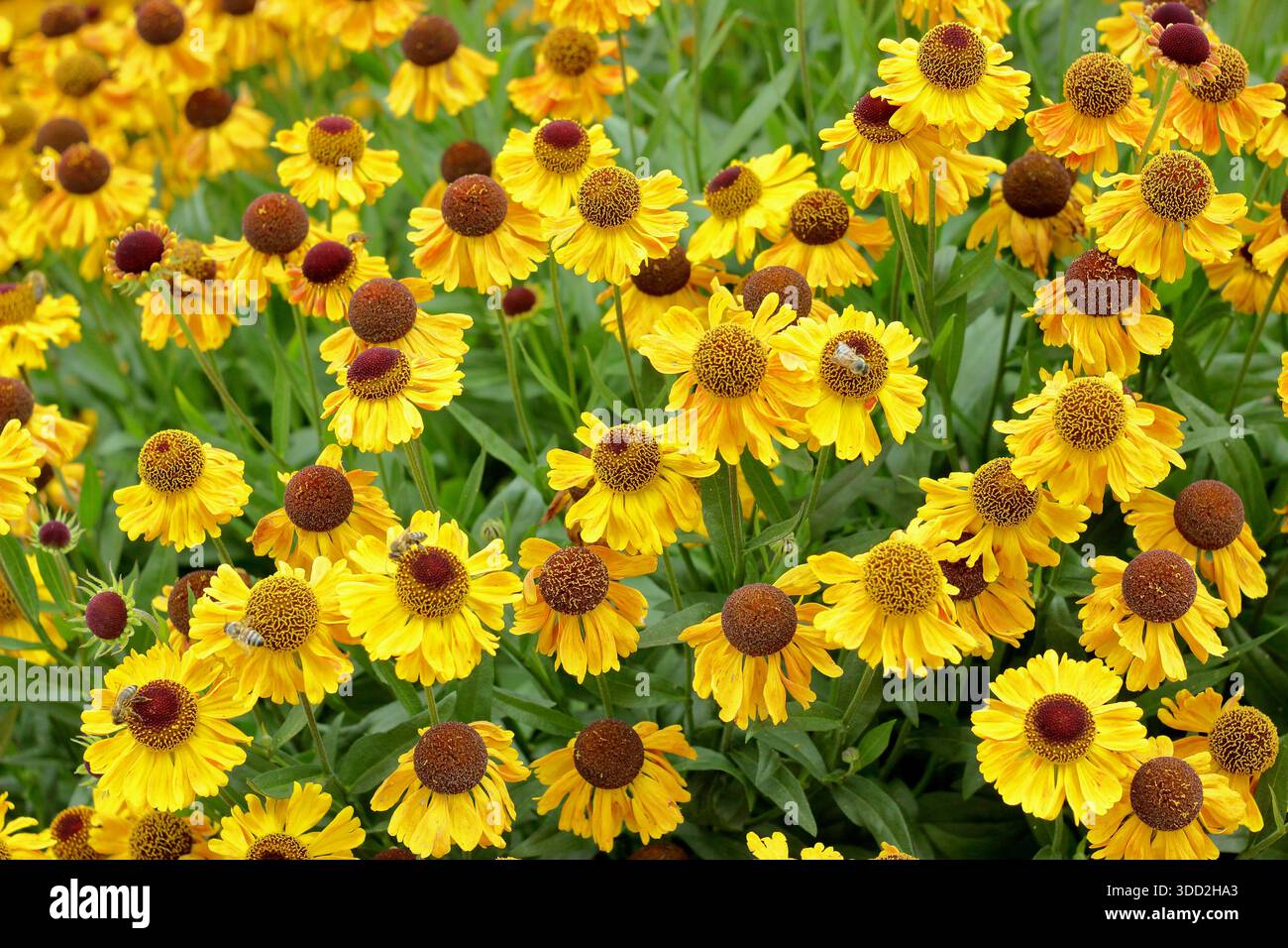 Helenium Goldfuchs, noto anche come Helenium Gold Fox. Sorprendenti fiori starnuti che portano margherite gialle dorate come fiori in tarda estate e autunno. Foto Stock
