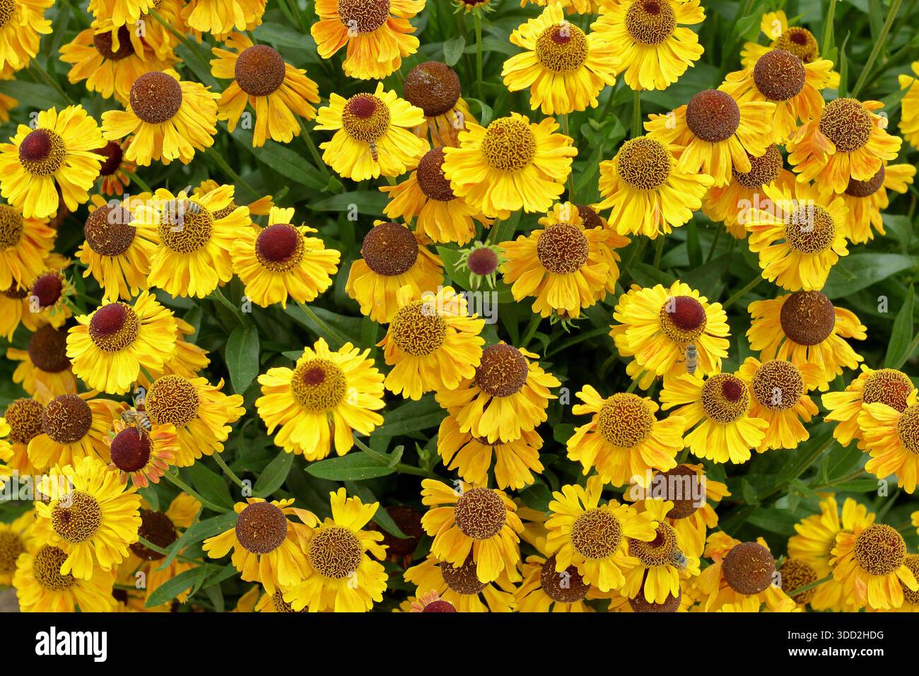 Helenium Goldfuchs, noto anche come Helenium Gold Fox. Sorprendenti fiori starnuti che portano margherite gialle dorate come fiori in tarda estate e autunno. Foto Stock
