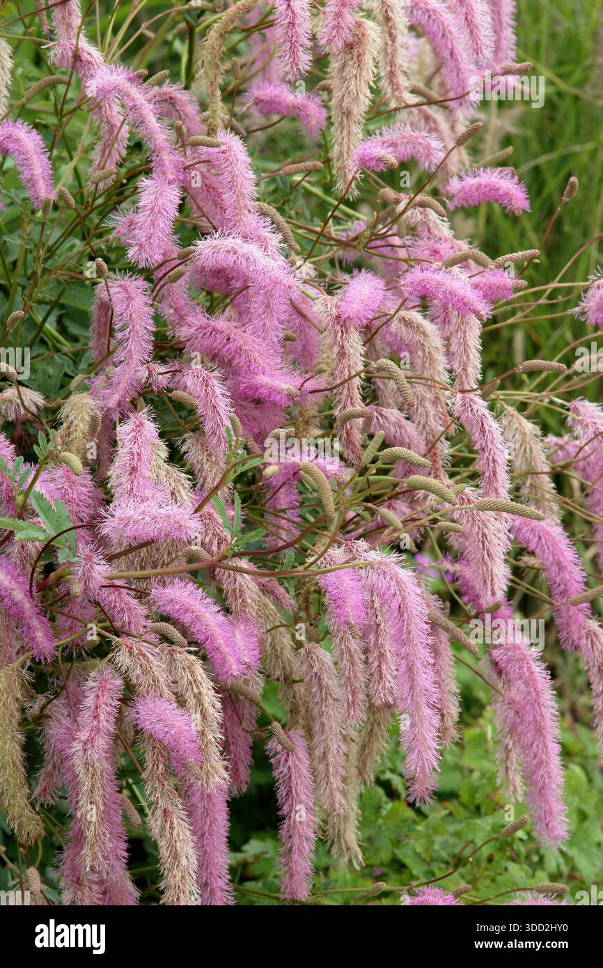 Sanguisorba hakusanensis 'Llilac Squirrel'. burnet coreano con soffici fiori rosa a forma di nappina in un bordo del giardino di fine estate Foto Stock