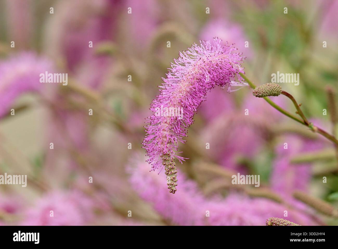 Sanguisorba hakusanensis 'Llilac Squirrel'. burnet coreano con soffici fiori rosa a forma di nappina in un bordo del giardino di fine estate Foto Stock