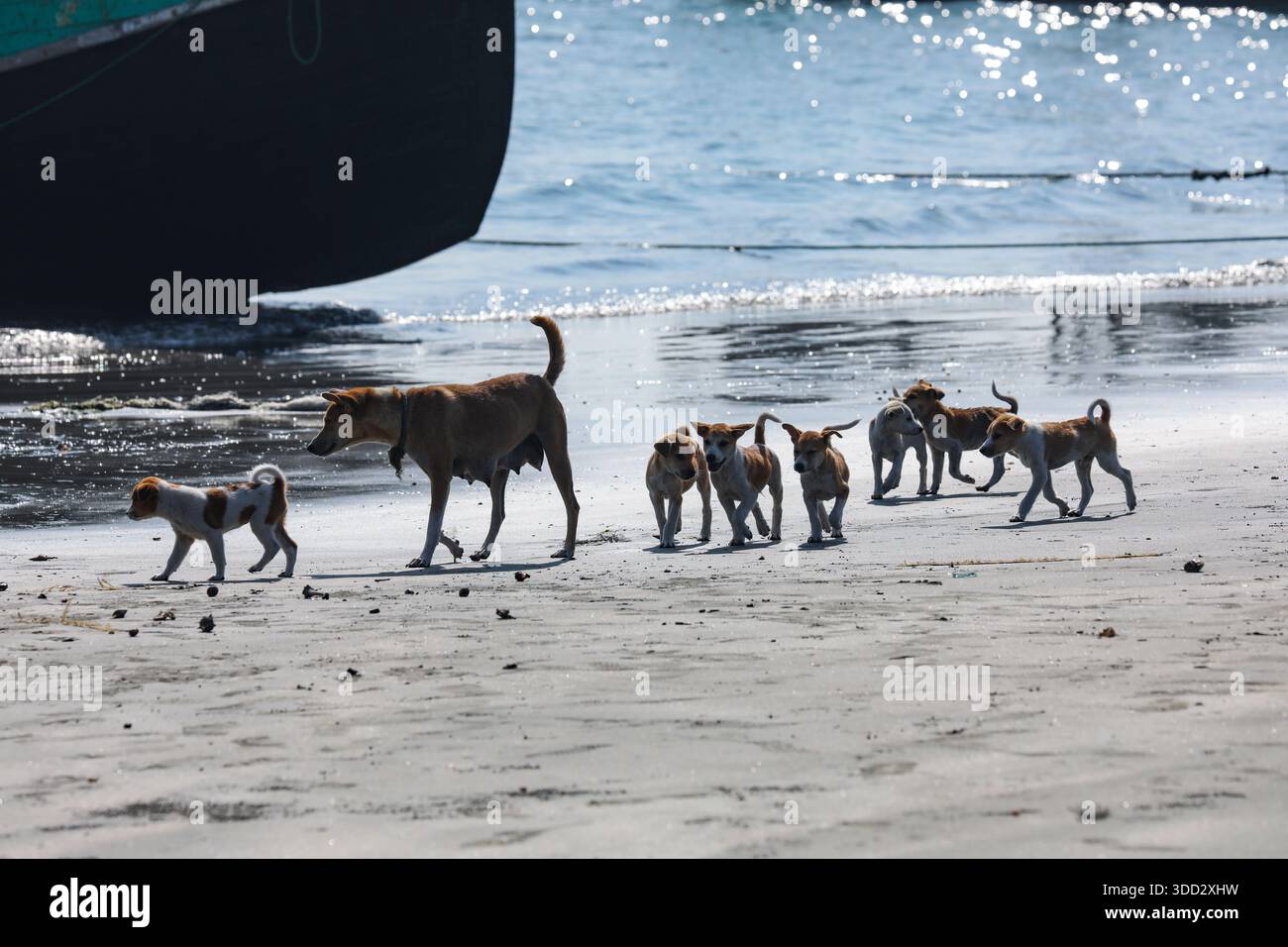 Un cane madre conduce i suoi cuccioli giocosi lungo le sabbie morbide della spiaggia di Saint Martin, un momento sereno di vita in riva al mare. Saint Martin, Cox's Bazar, Bangl Foto Stock