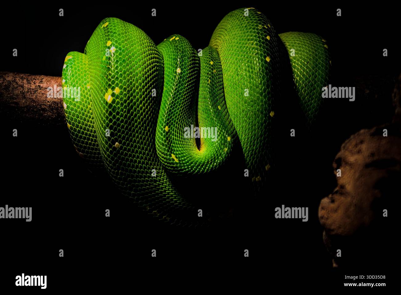Uno spettacolare primo piano di un brillante pitone verde avvolto intorno a un ramo, che mostra le sue complesse scale. Foto Stock