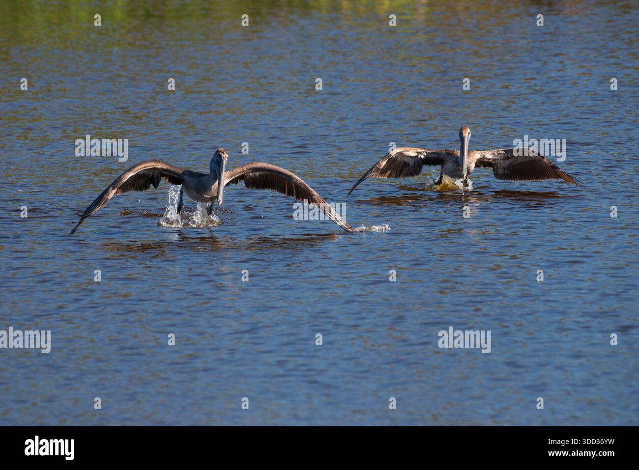 2 pellicani marroni che camminano sull'acqua con le ali spalmate Foto Stock