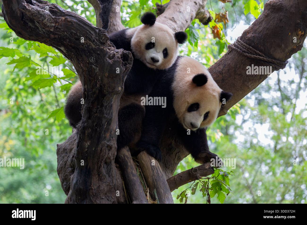 Panda doppia che arrampica su un albero Foto Stock