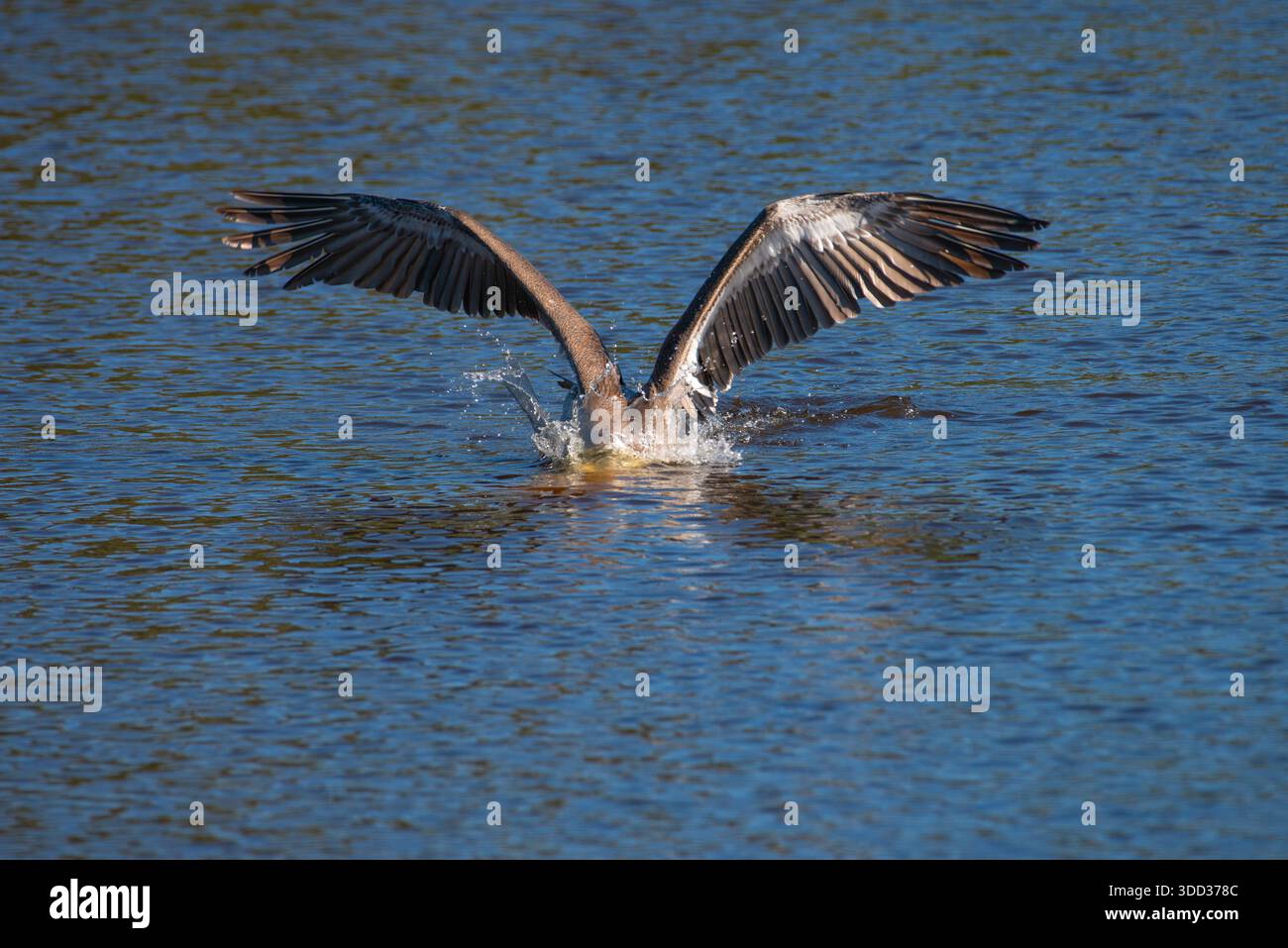 Brown Pelican con la testa per la pesca subacquea e le ali verso l'alto e spalancate Foto Stock
