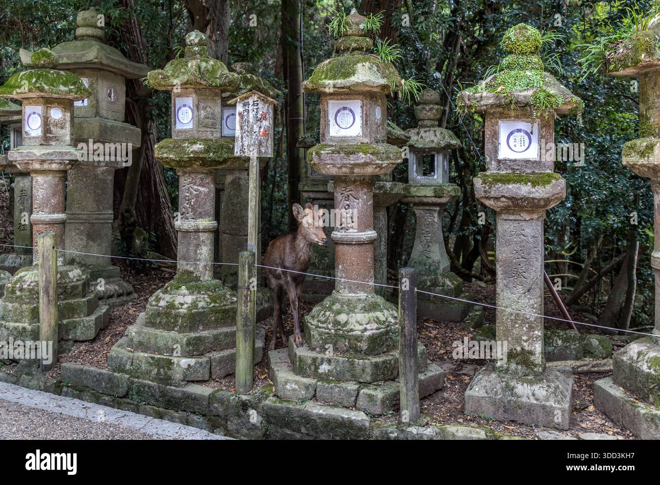 Un cervo si trova tra lanterne di pietra ricoperte di muschio al santuario di Kasuga Taisha a Nara, in Giappone. Fondato nel 768, il santuario di Kasuga Taisha ospita circa 3.000 lanterne in pietra e sospese donate e fa parte del sito del patrimonio mondiale UNESCO "Monumenti storici dell'antica Nara" dal 1998. Foto Stock