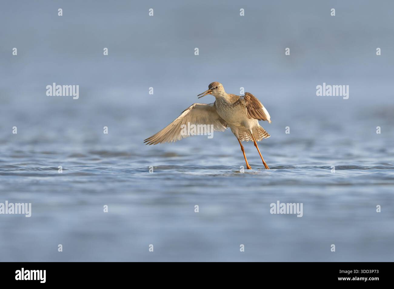 Action shot di un Common Redshank (Tringa totanus) che si prepara al volo su una piscina di maree Foto Stock