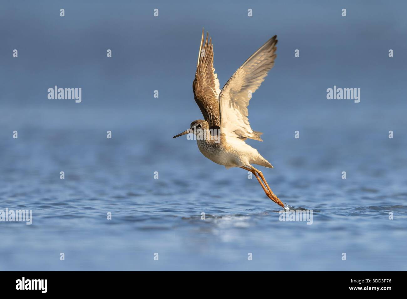 Comune totanus Tringa Redshank, shorebird che si lancia dalla superficie dell'acqua Foto Stock
