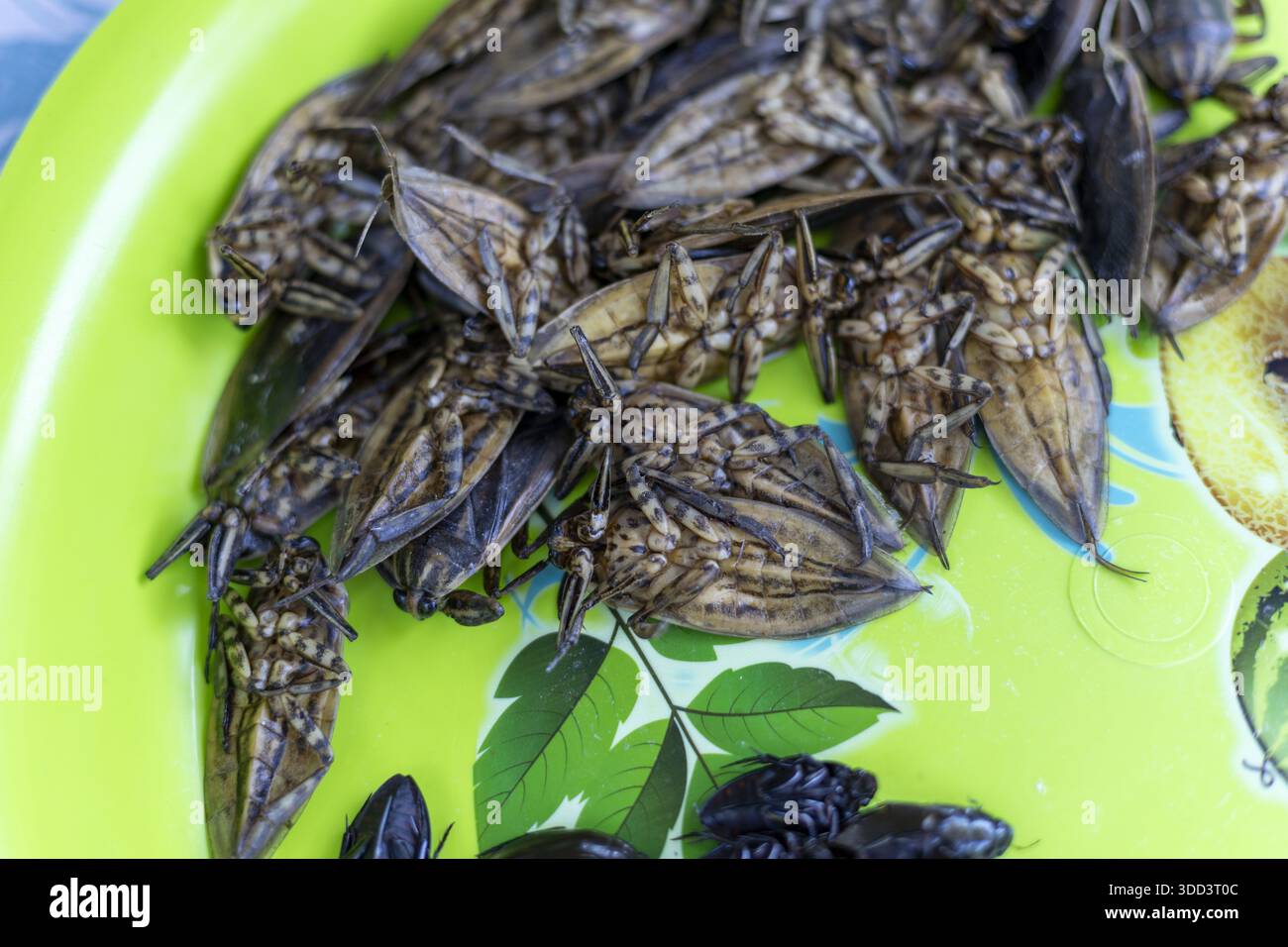 Insetto d'acqua gigante fritto su piatto verde che mostra la cultura esotica del cibo asiatico con consistenza croccante e gusto delizioso per un viaggiatore coraggioso che mangia strane inse Foto Stock