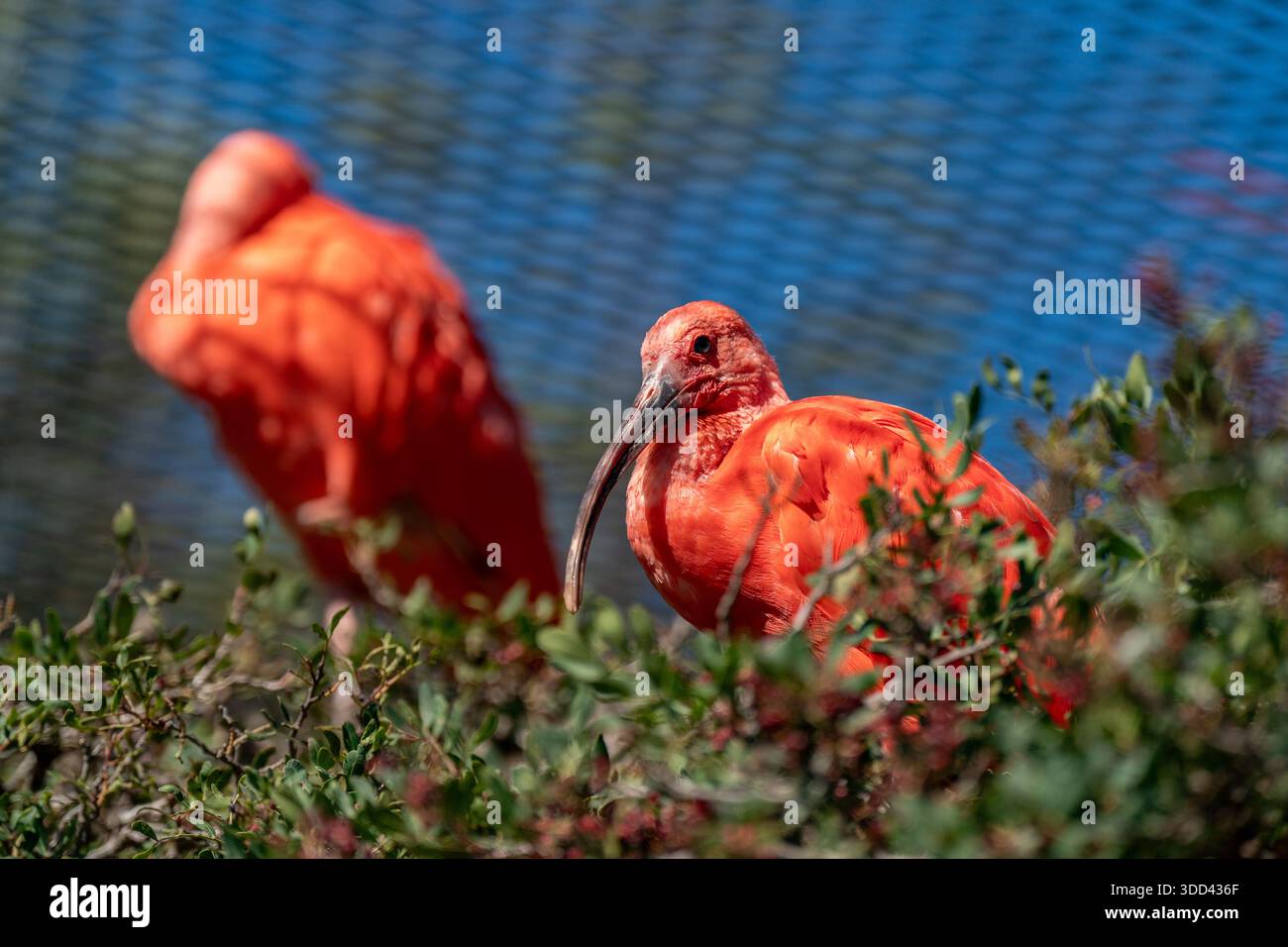 Ibis scarlatti in piedi in un recinto di uno zoo mediterraneo, primo piano Foto Stock