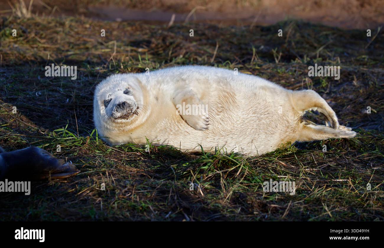 Cuccioli di foca grigia appena nati sulla spiaggia Foto Stock
