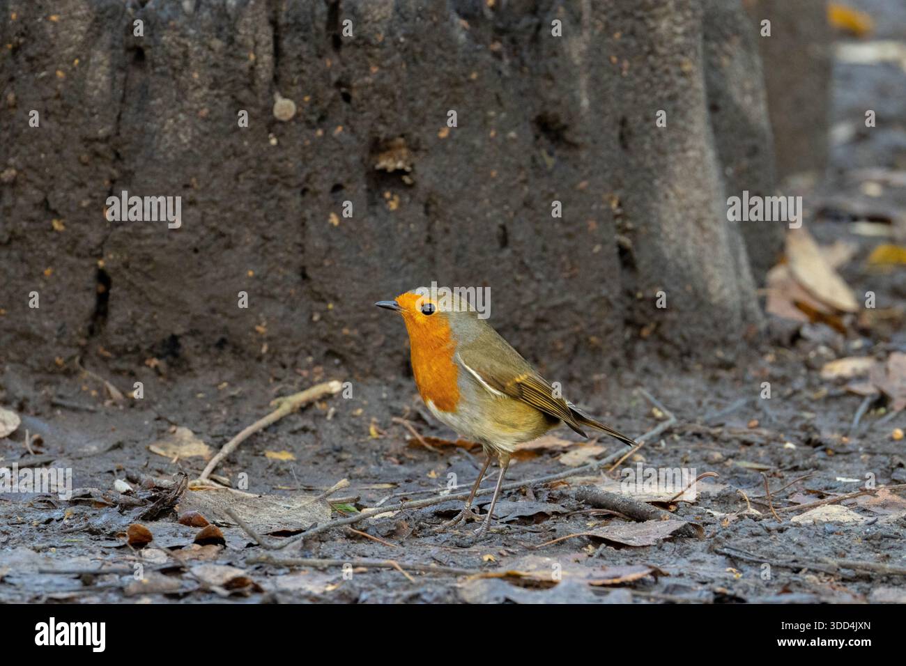 Robin Foto Stock