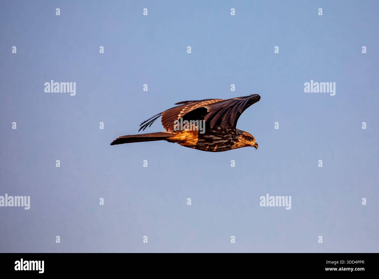Un aquilone nero (Milvus migrans) scivola attraverso il cielo, girando senza sforzo sulle correnti d'aria in aumento con le ali allungate. Foto Stock