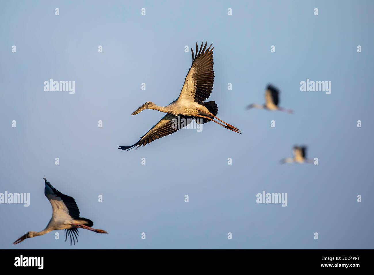 Una cicogna asiatica (Anastomus oscitans) vola attraverso il cielo, con ali completamente sparse mentre scivola senza sforzo sopra il paesaggio. Foto Stock