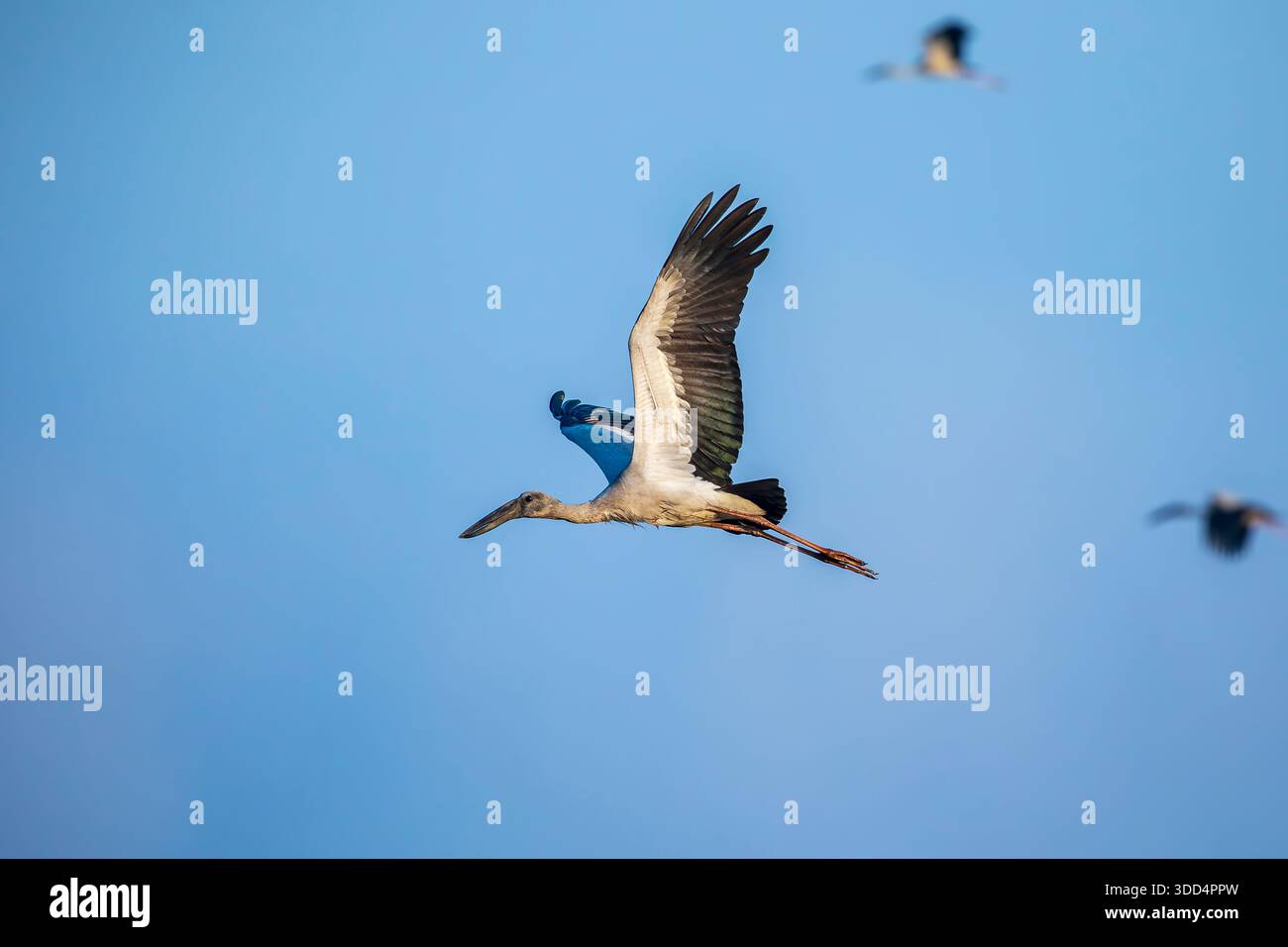 Una cicogna asiatica (Anastomus oscitans) vola attraverso il cielo, con ali completamente sparse mentre scivola senza sforzo sopra il paesaggio. Foto Stock