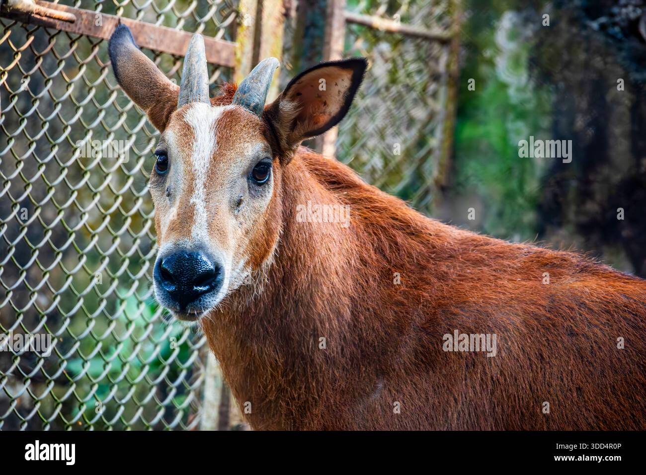 Il serow rosso (Capricornis rubidus) è un'antilope capra che si pensa sia originaria del Bangladesh meridionale e del Myanmar settentrionale. Nella parte nord-orientale di Foto Stock