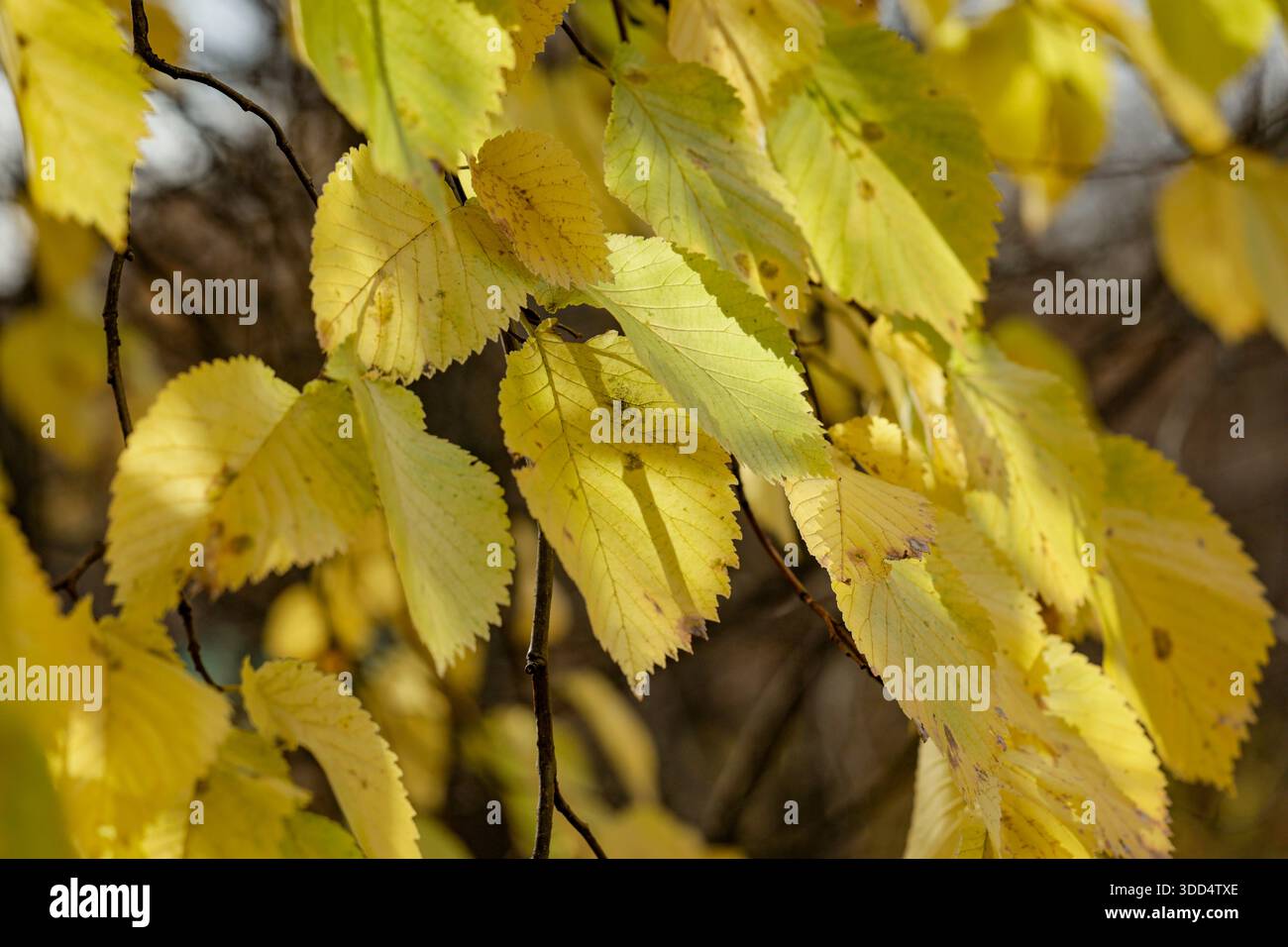 Primo piano sulle foglie di olmo in autunno. Foto Stock