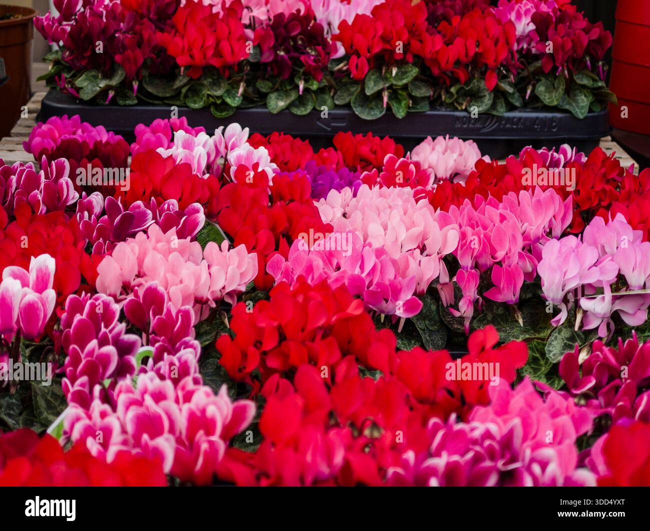 Cyclamen micro, Llucmajor, Mallorca, spagna Foto Stock