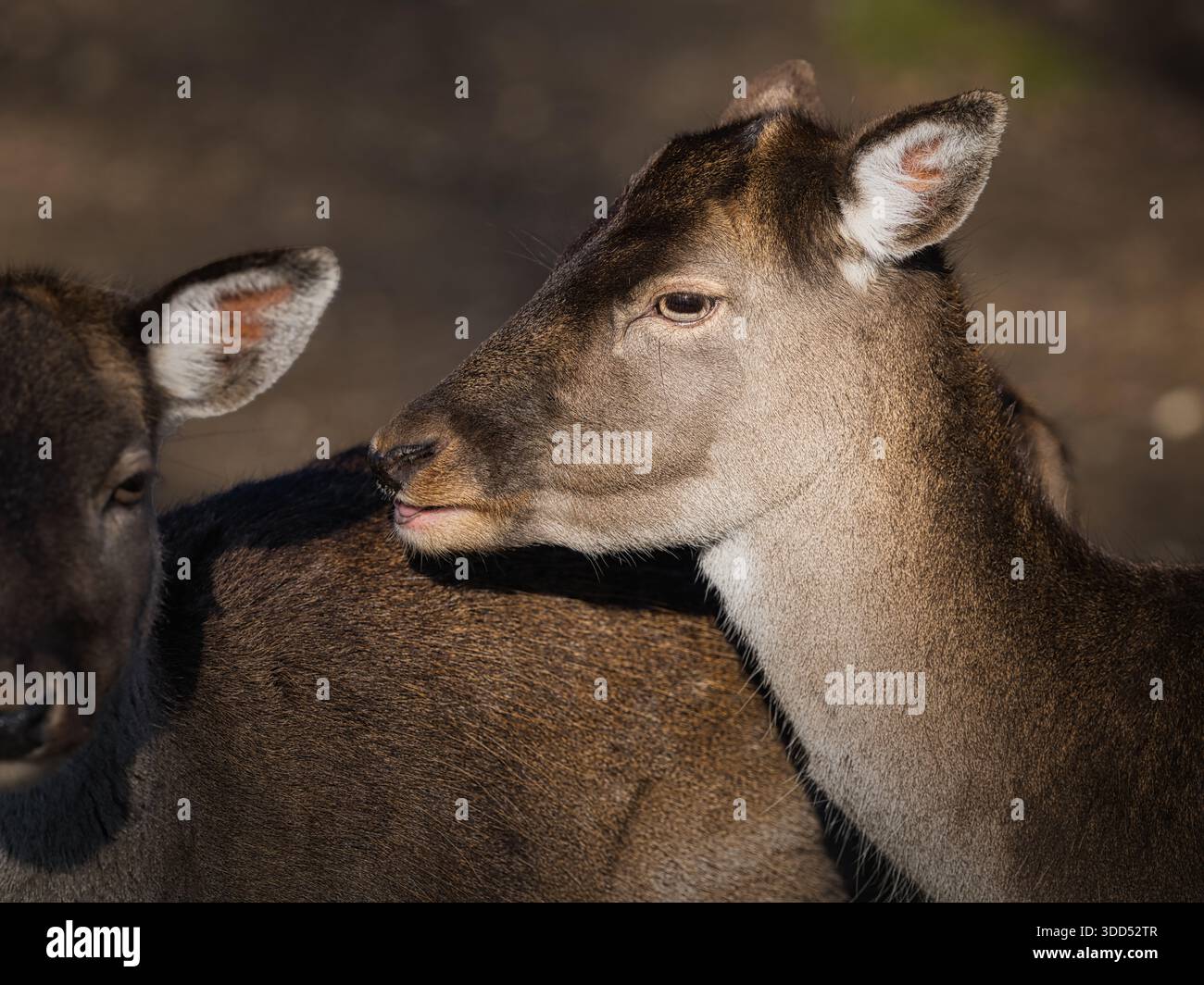 Ritratto ravvicinato di un cervo in una luce naturale soffusa, che mostra le eleganti caratteristiche degli animali e la calma natura selvaggia in un ambiente naturale tranquillo Foto Stock