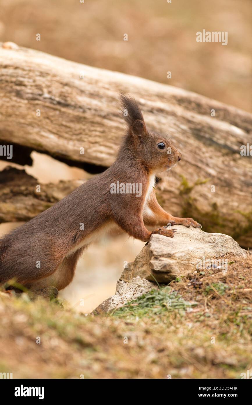 Arrampicata dello scoiattolo rosso sulle rocce (Sciurus vulgaris) Foto Stock