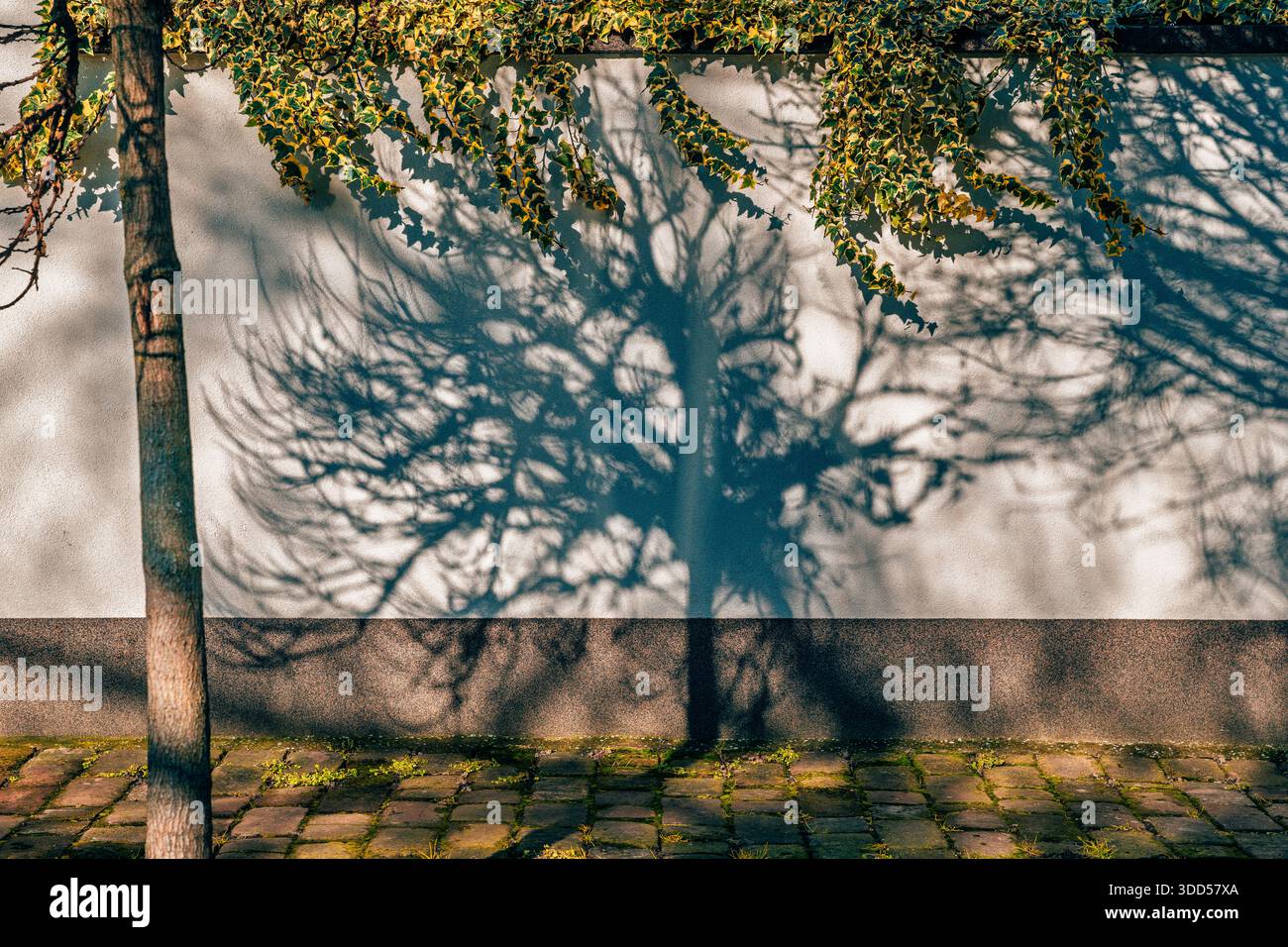 Ombra di un albero gettato su un muro bianco con edera appesa sopra e un terreno di ciottoli sotto, catturato dalla calda luce del sole. Messa a fuoco selettiva. Foto Stock