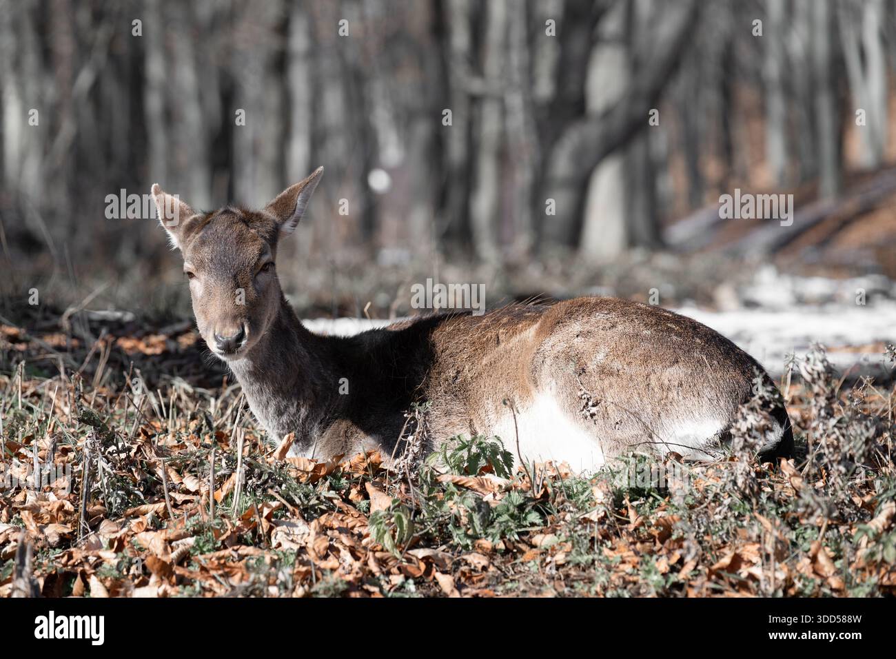 Il daino (dama dama) si trova in una foresta invernale Foto Stock