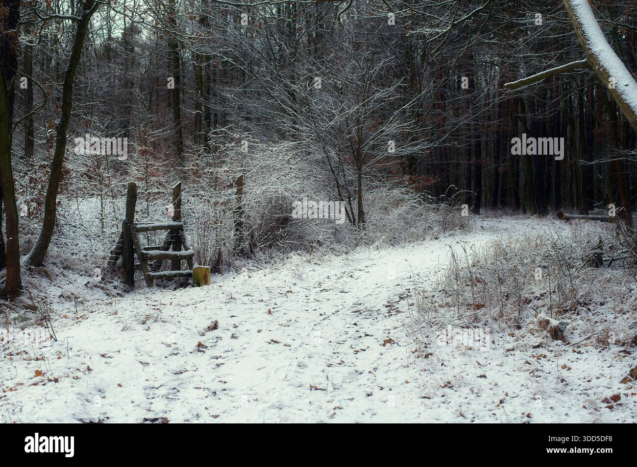 Un percorso escursionistico innevato si snoda attraverso un'area forestale, passando davanti a uno stile di legno intempestivo. Foto Stock