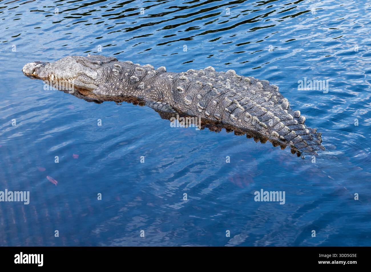 Coccodrillo americano che aspetta pazientemente in acqua, Flamingo Marina, Everglades National Park, Florida Foto Stock