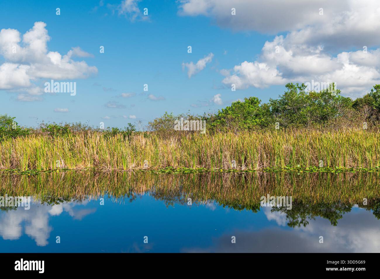 Simmetria quasi perfetta dell'erba nelle acque poco profonde del Parco Nazionale delle Everglades, Florida Foto Stock