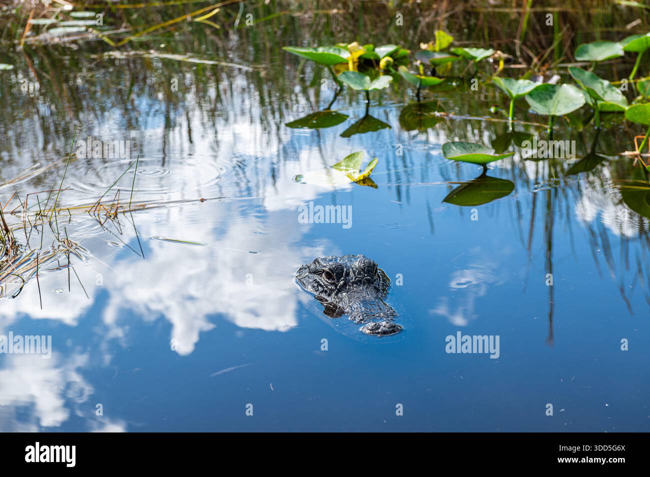 Testa di un alligatore americano che esce dalle acque poco profonde nella palude del Parco Nazionale delle Everglades, Florida Foto Stock
