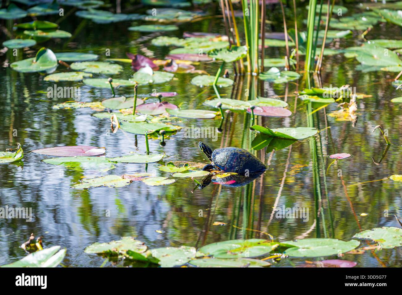 Tartaruga Floridiana in piedi su foglie acquatiche al sole, che si riflette sull'acqua, Everglades National Park, Florida Foto Stock