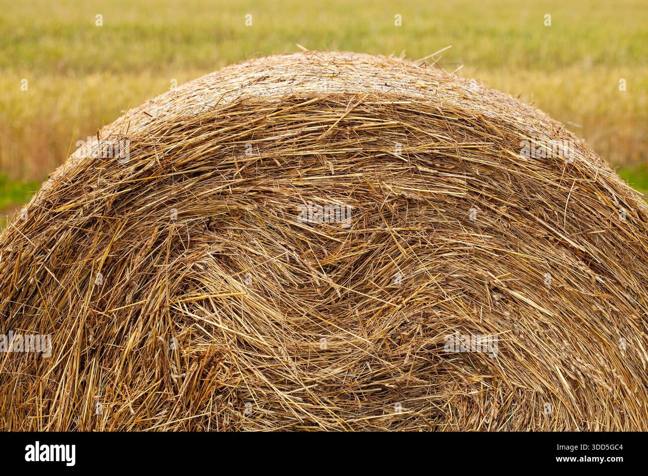 Frammento di balla di fieno dorato nel campo estivo. Steli asciutti arrotolati in forma rotonda, consistenza visibile. Sfocatura del campo sullo sfondo. Calde tonalità estive, tranquille. Foto Stock