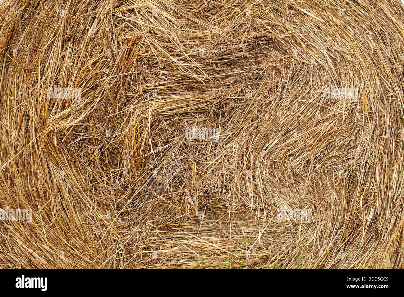 Frammento di balla di fieno dorato nel campo estivo. Steli asciutti arrotolati in forma rotonda, consistenza visibile. Sfocatura del campo sullo sfondo. Calde tonalità estive, tranquille. Foto Stock