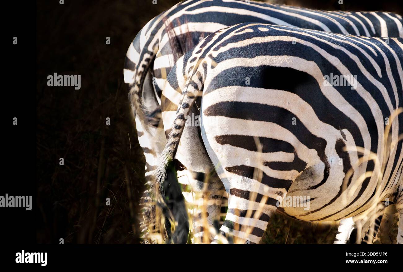 Dietro le quinte di due Zebra delle pianure (Equus quagga) che sfrecciano le code mentre pascolano nel Parco Nazionale del Tarangire. Foto Stock