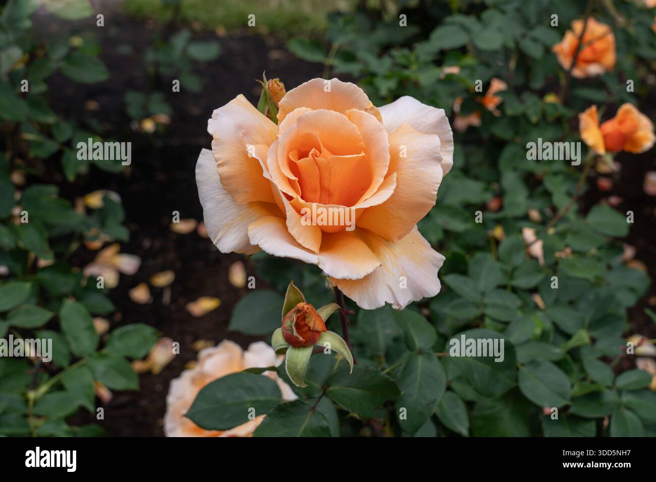 Solo Joey Rose fiori che crescono nel giardino. Stati Uniti. Foto Stock