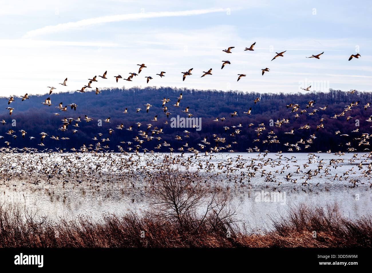 Un massiccio stormo di oche da neve decollano durante la migrazione delle oche da neve a Middle Creek in Pennsylvania all'inizio della primavera. Foto Stock