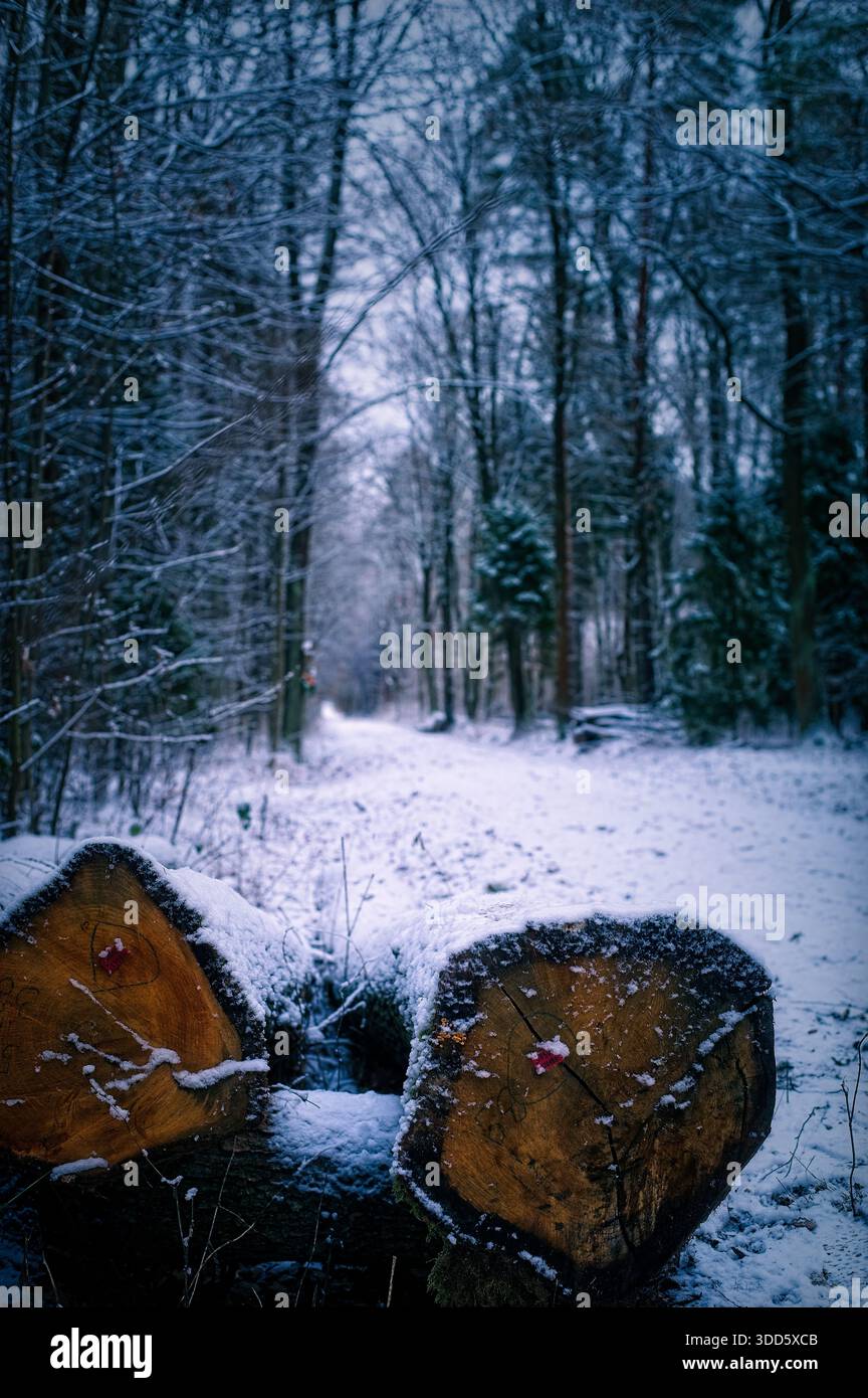 Due tronchi di alberi segati con legno di arancio si trovano su un terreno innevato in primo piano di un paesaggio di foresta fredda Foto Stock