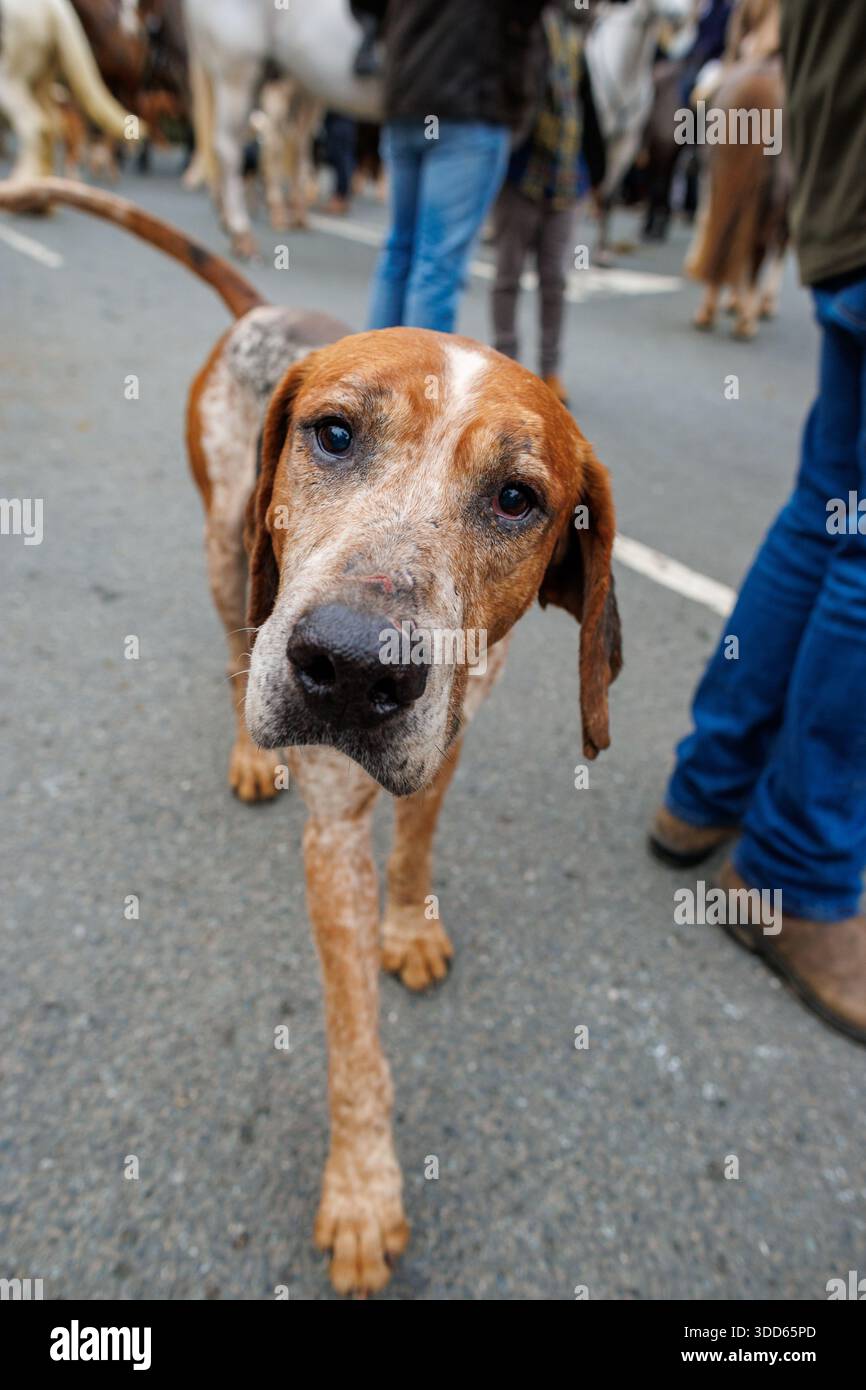 Caccia il giorno di Santo Stefano a Hay-on-Wye Foto Stock