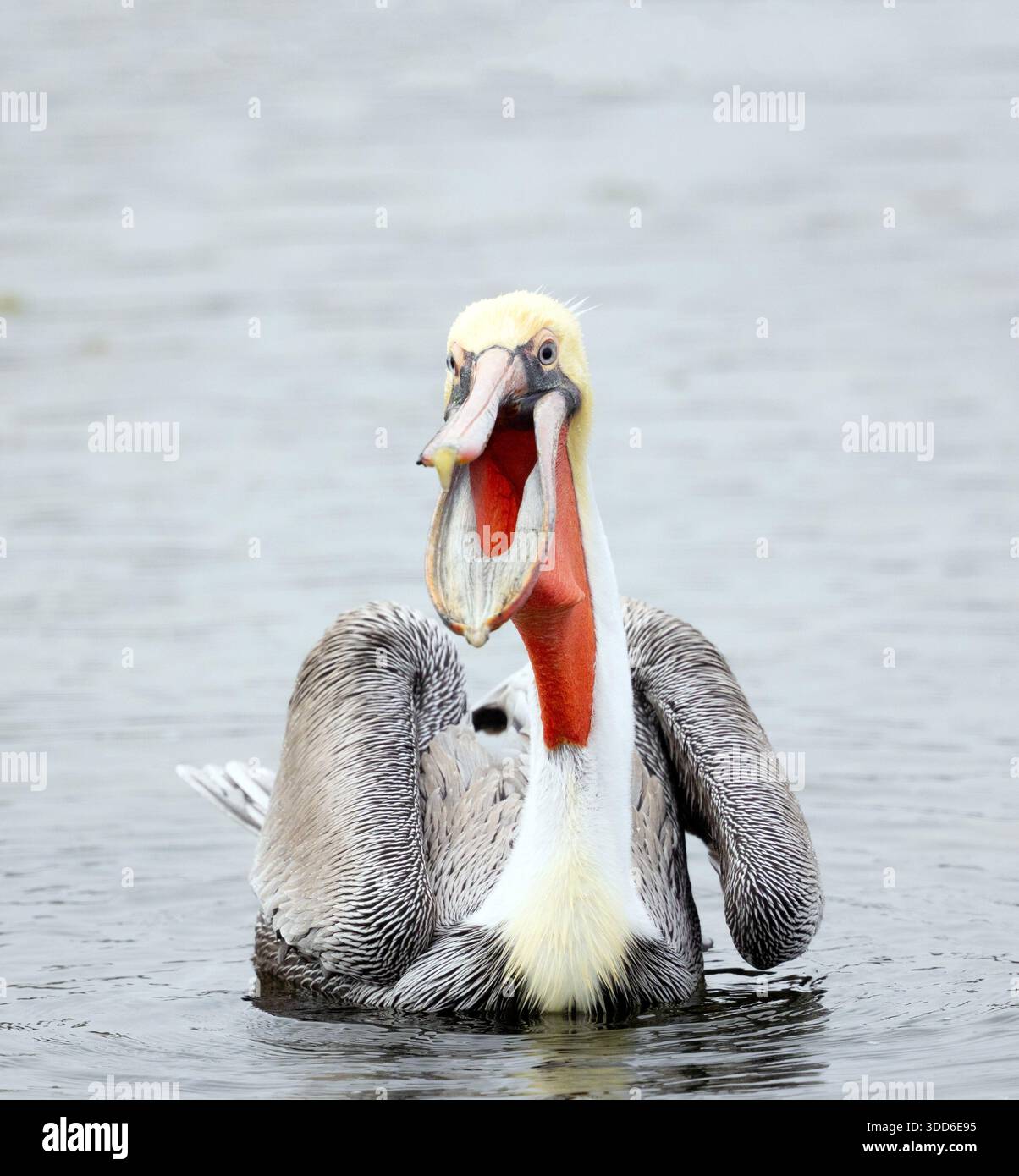 Allevamento di pellicani marroni Plumage in becco d'acqua aperto che mostra gola Foto Stock