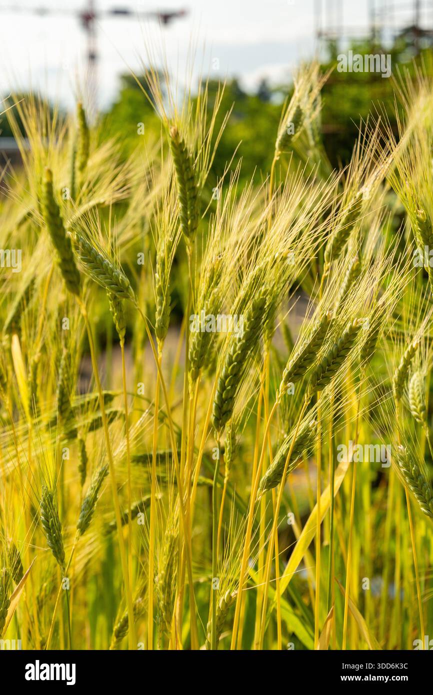 Zurigo, Svizzera, 16 giugno 2025 Triticum Dicoccon o pianta di farro presso il giardino botanico Foto Stock