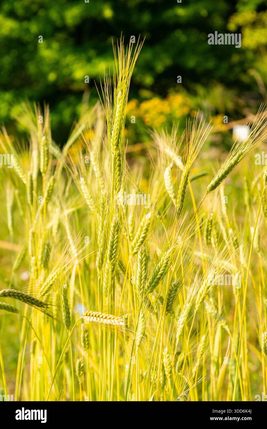 Zurigo, Svizzera, 16 giugno 2025 Triticum Dicoccon o pianta di farro presso il giardino botanico Foto Stock