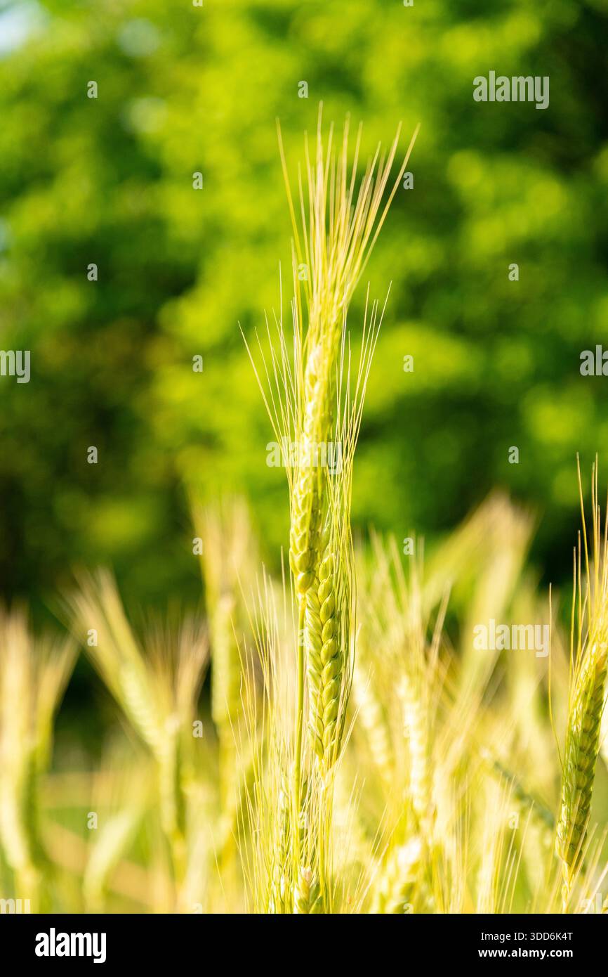 Zurigo, Svizzera, 16 giugno 2025 Triticum Dicoccon o pianta di farro presso il giardino botanico Foto Stock