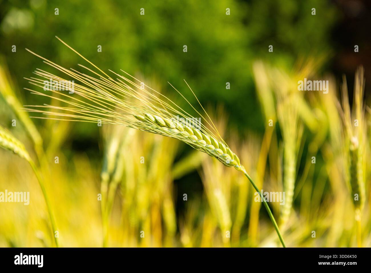Zurigo, Svizzera, 16 giugno 2025 Triticum Dicoccon o pianta di farro presso il giardino botanico Foto Stock