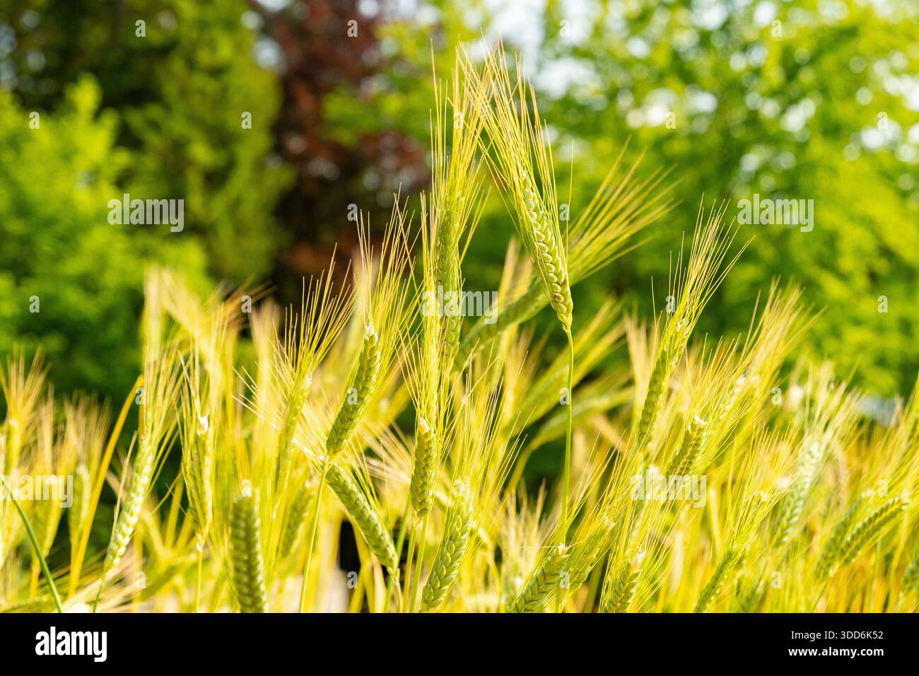 Zurigo, Svizzera, 16 giugno 2025 Triticum Dicoccon o pianta di farro presso il giardino botanico Foto Stock