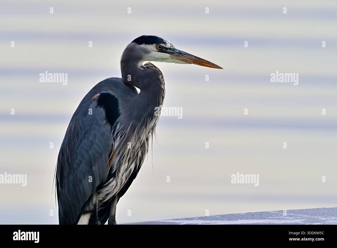 Un'immagine ritratto di un Heron azzurro adulto, 'Ardea herodias', in attesa pazientemente di un pesce in superficie. Foto Stock