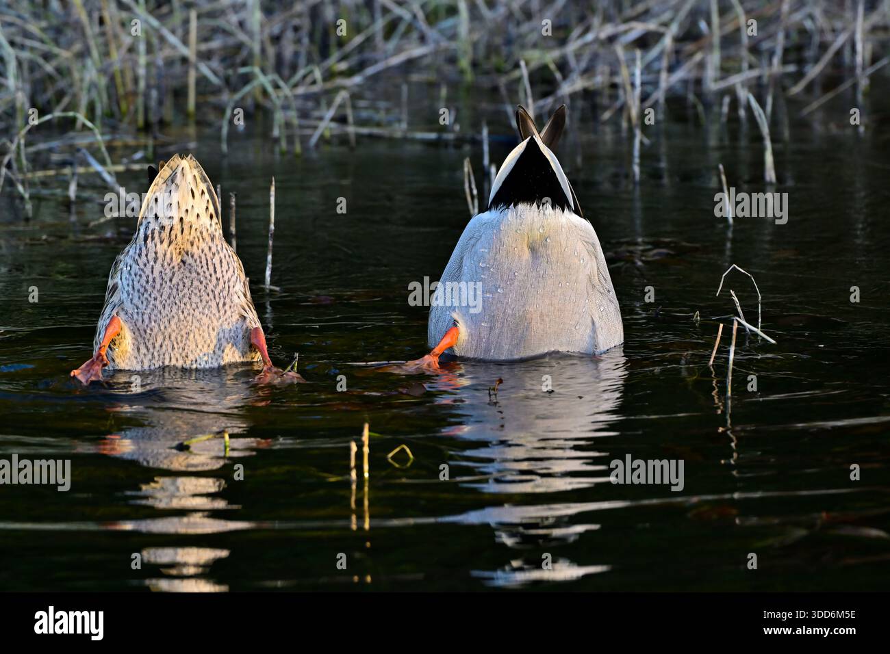 Un paio di anatre domestiche selvatiche, (Anas platyrhynchos), che si nutrono nelle acque poco profonde di uno stagno di castori nella campagna Alberta Canada Foto Stock