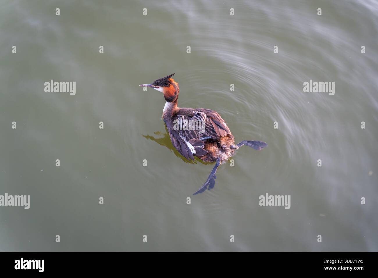 L'uccello d'acqua Great crested Grebe nuotare nel lago, e i suoi bambini carini a cavallo sulla sua schiena. Il grande grebe scricchiolito, Podiceps cristatus, è un mem Foto Stock