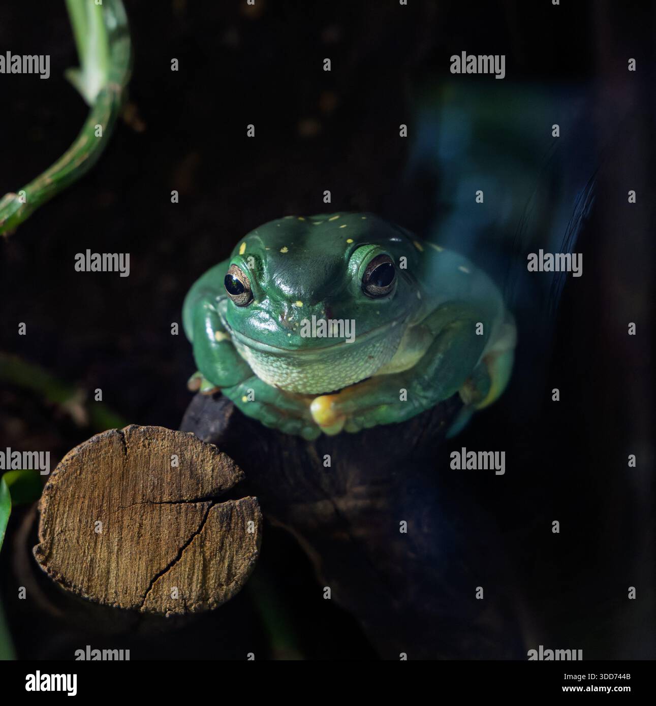 Primo piano di una piccola rana verde Foto Stock