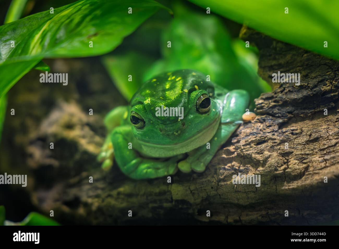 Primo piano di una piccola rana verde Foto Stock